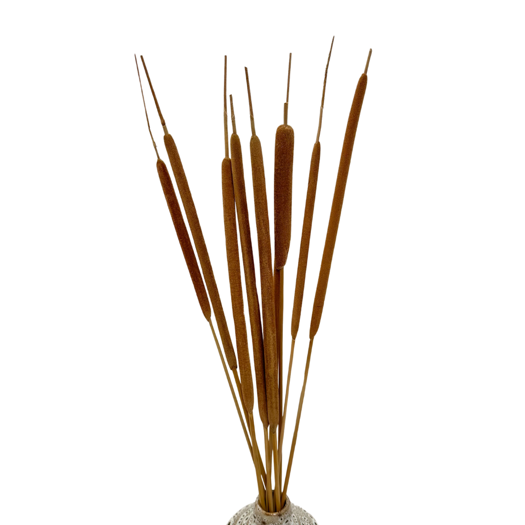 Dried Typha 10pcs.