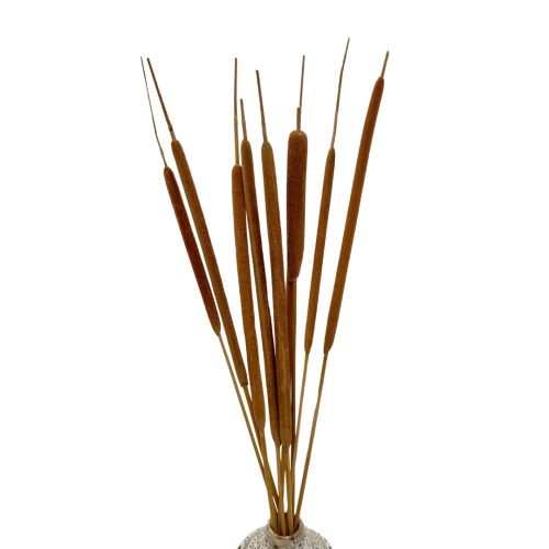 Suszona pała wodna (Typha) 10szt.
