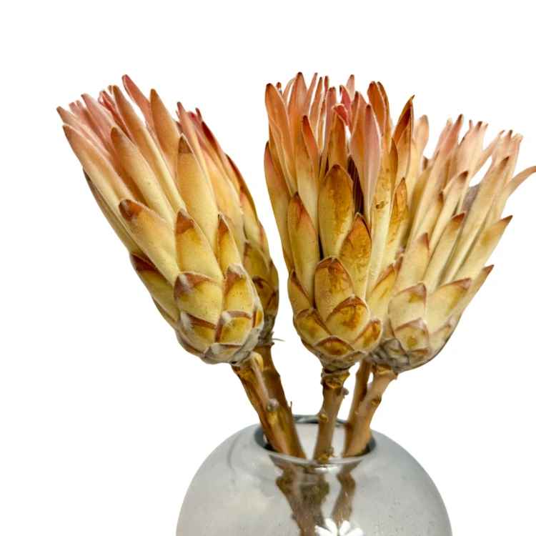 Suszona protea różowa - kwiaty suszone