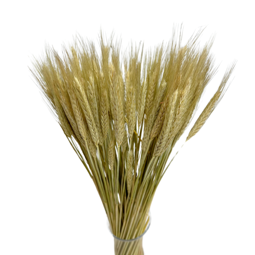 Suszone pszenżyto naturalne - suche zboża - 60 szt.