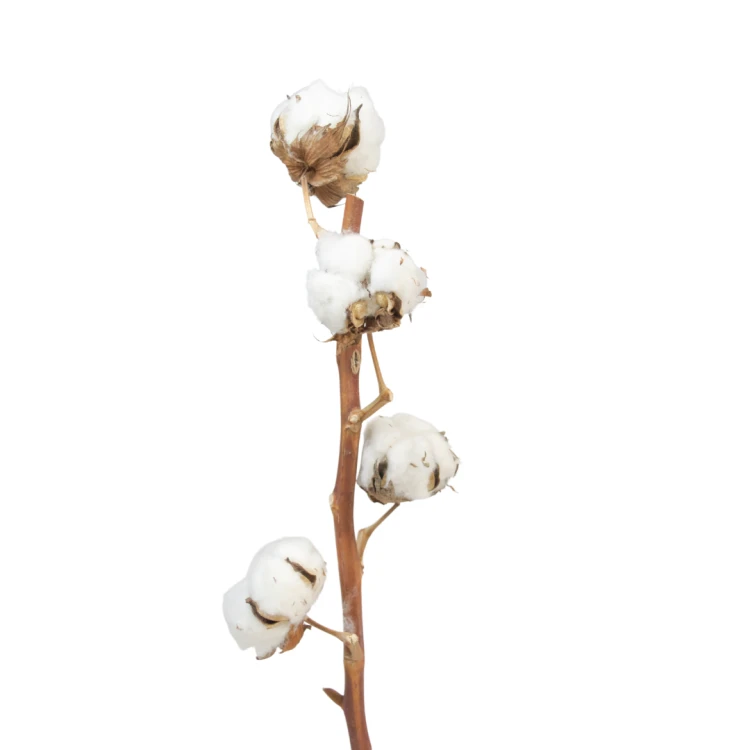1 (39).png