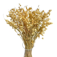 Dried Brizia natural bunch