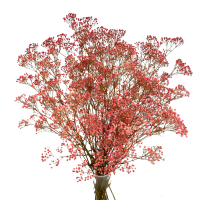 Preserved pink gypsophila - bouquet