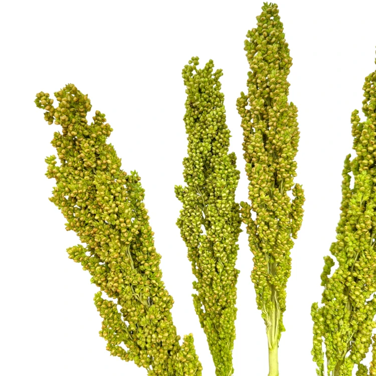 Suszone sorgo zielone 5 szt. - suszone trawy