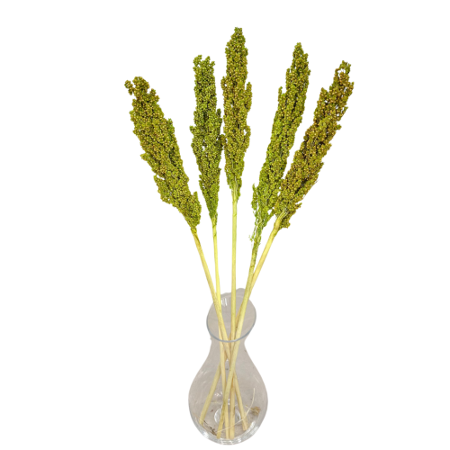 Suszone sorgo zielone 5 szt. - suszone trawy