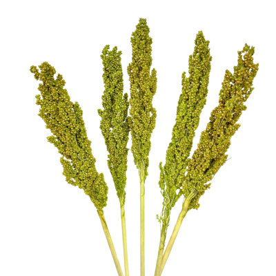 Dried green sorghum 5 pcs. - dried grains