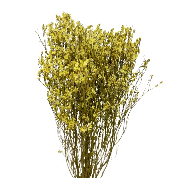 Limonium suszone żółte - suszone kwiaty - bukiet