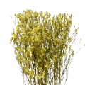 Limonium suszone żółte - suszone kwiaty - bukiet