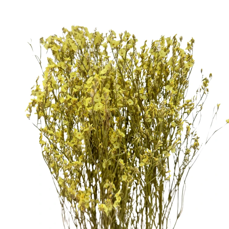 Limonium suszone żółte - suszone kwiaty - bukiet