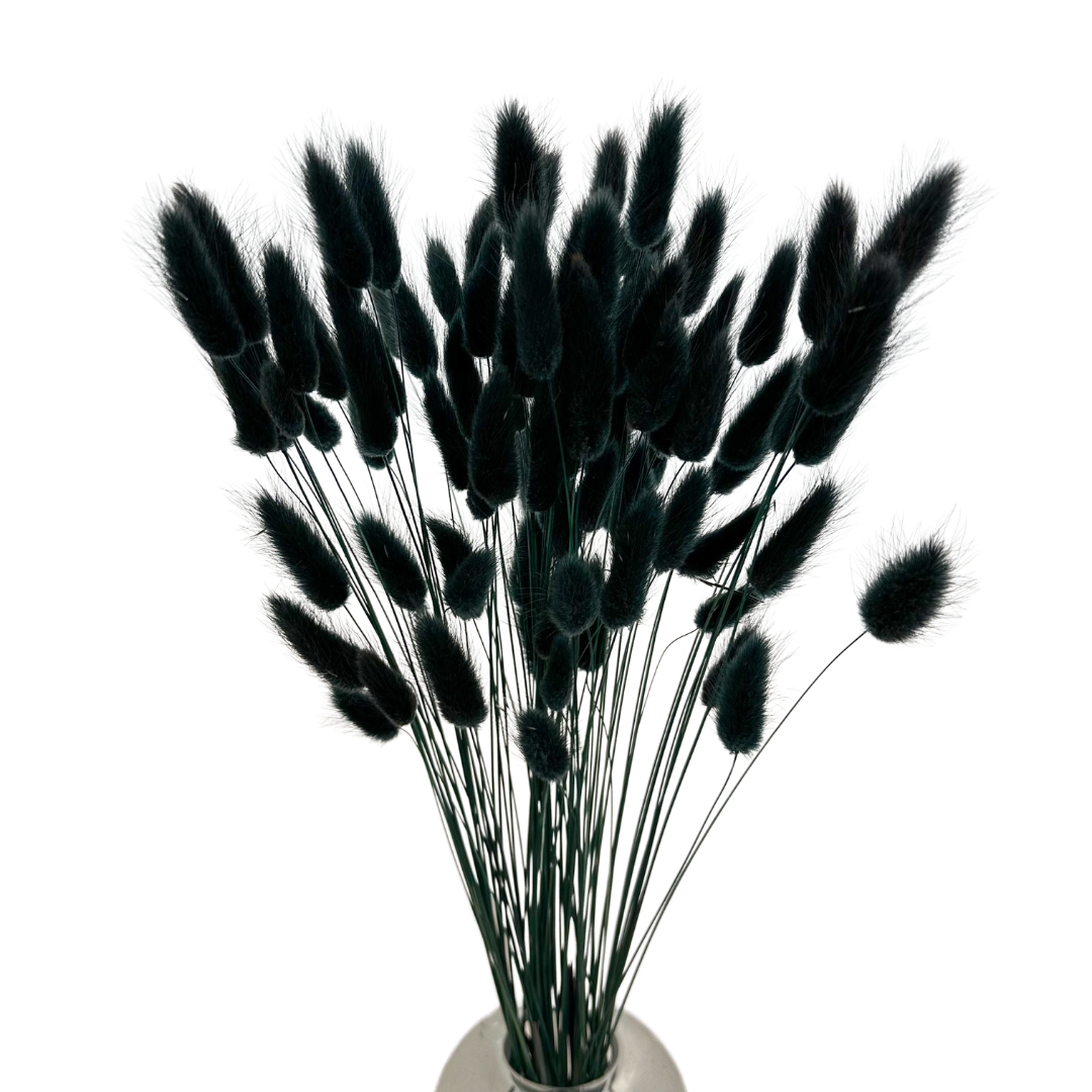 Lagurus dried black 50g, approx. 70 pcs.