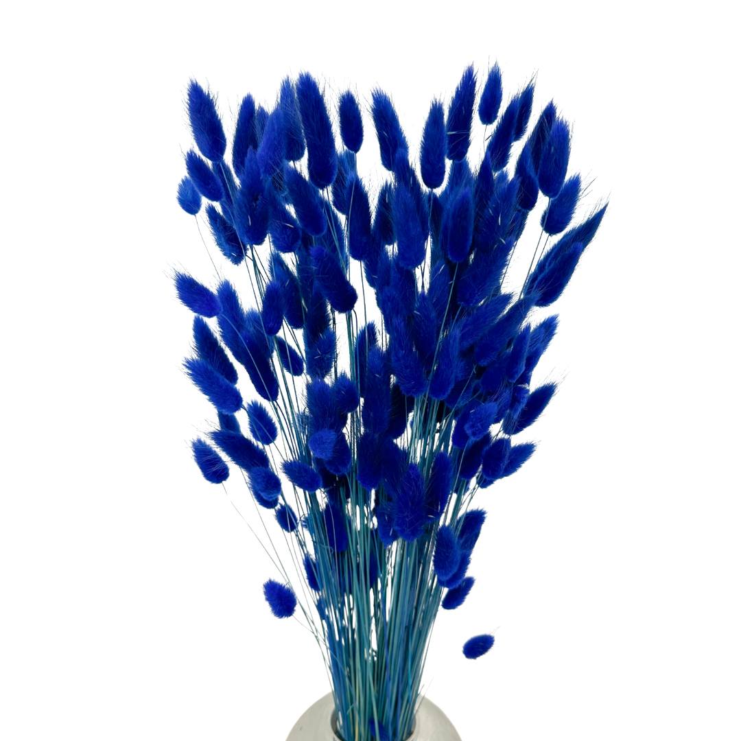 Lagurus dried dark blue 50g, approx. 70 pcs.