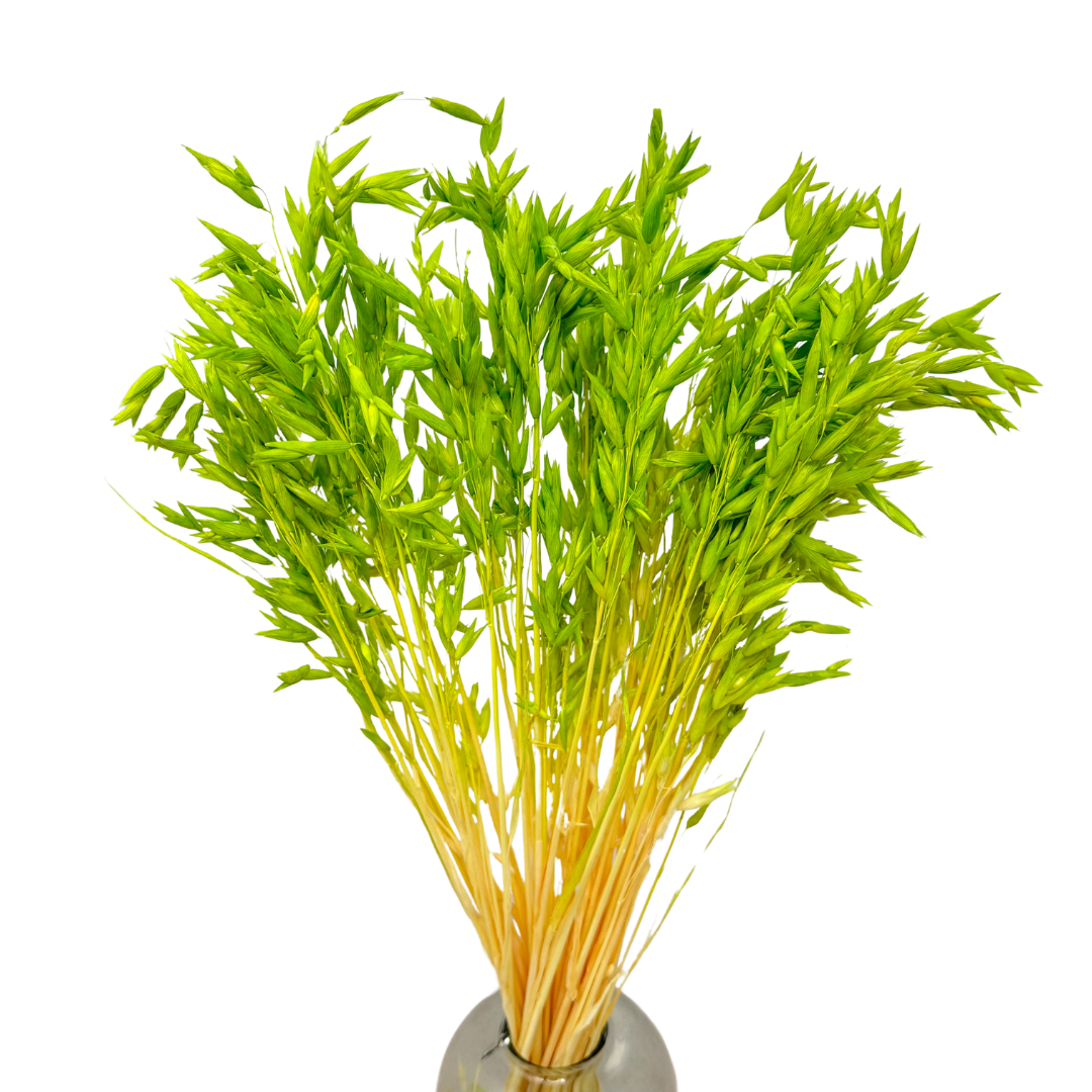 Dried green oats 50 pcs.