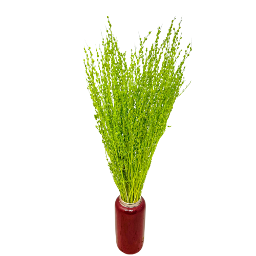 Lepidium suszone jasnozielone (pieprznica) - bukiet