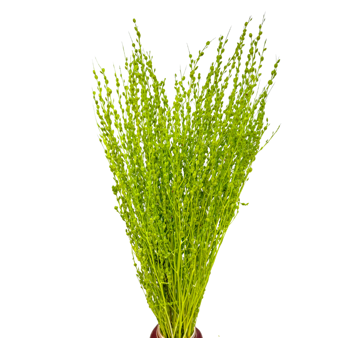 Dried lepidium light green