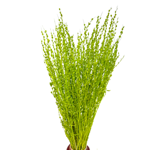 Lepidium suszone jasnozielone (pieprznica) - bukiet