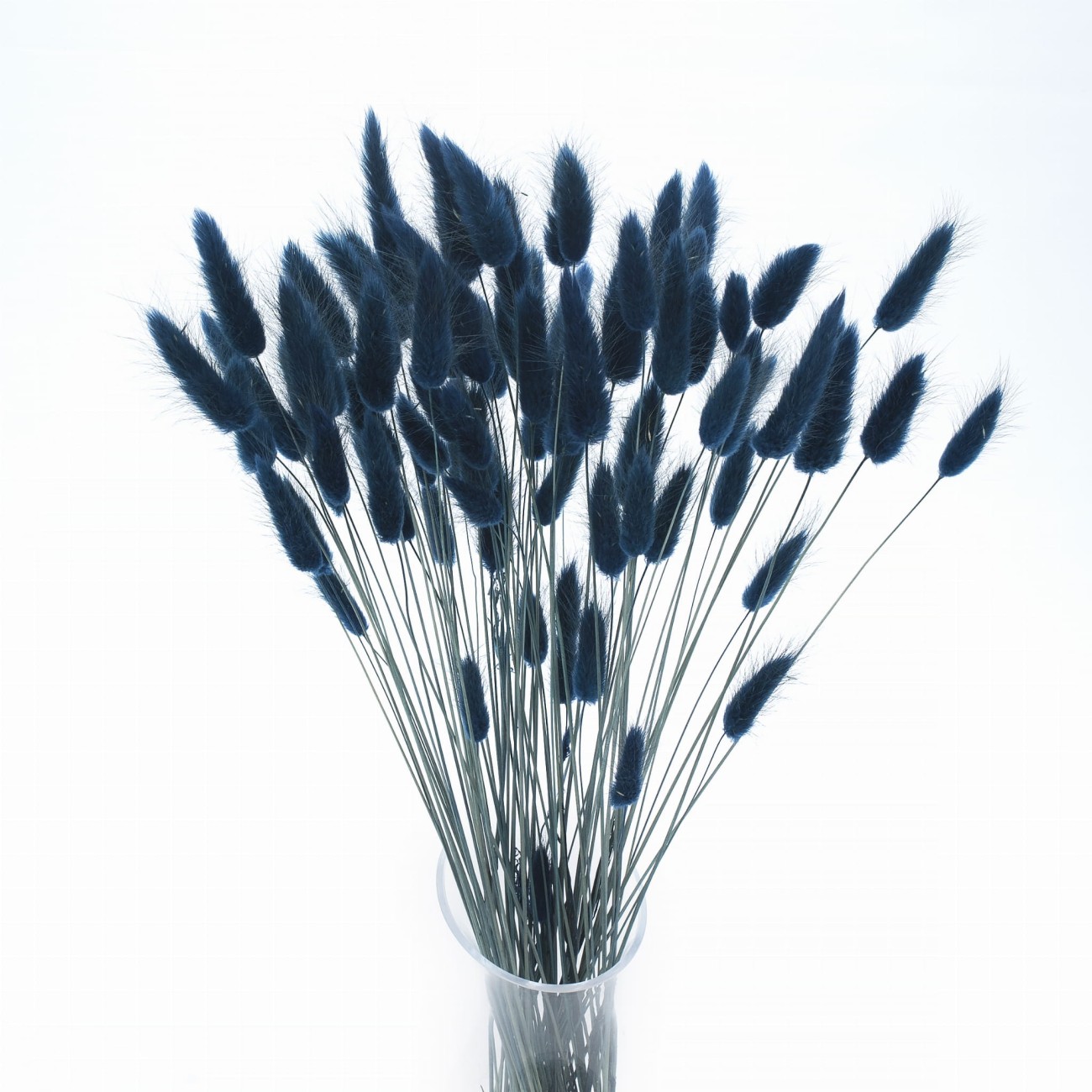 Lagurus dried petrol 50g, approx. 70 pcs.