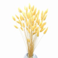 Lagurus dried pastel yellow 50g, approx. 70 pcs.