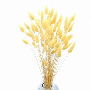 Lagurus dried pastel yellow 50g, approx. 70 pcs.