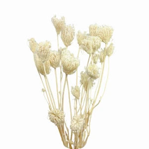 Wild fennel bleached - 20 pcs