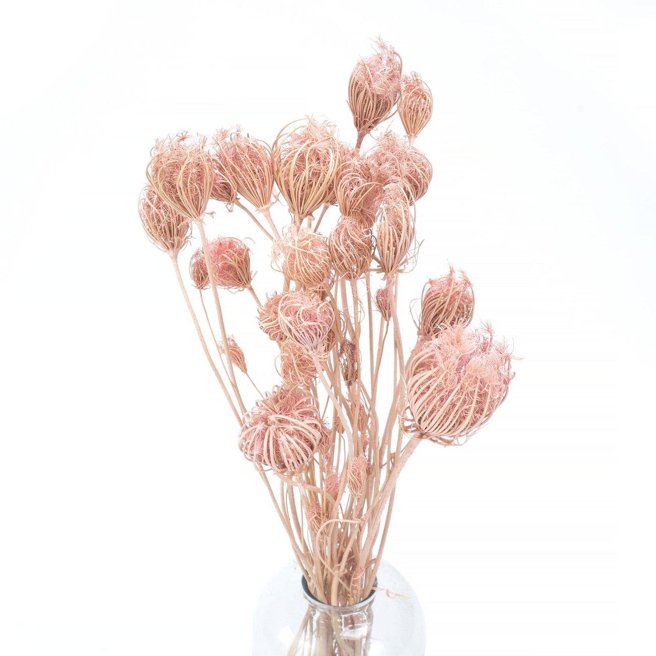 Suszony koper włoski jasnoróżowy (wild fennal) 20szt. - suszone kwiaty