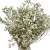 Limonium suszone białe 5 szt. bukiet