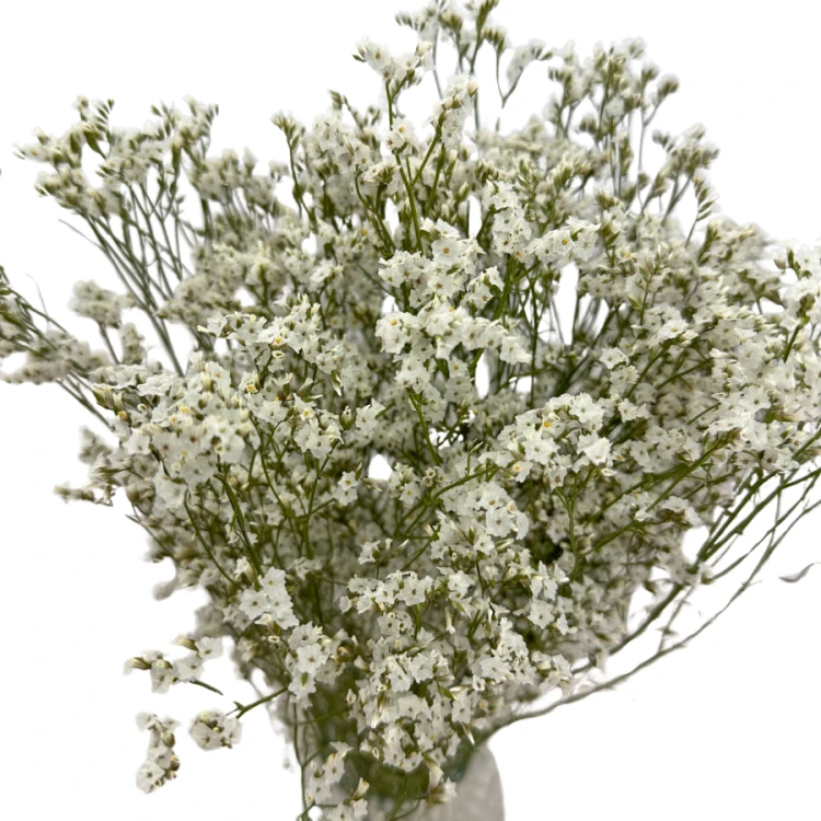 Limonium suszone białe 5 szt. bukiet