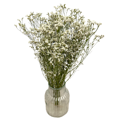 Limonium suszone białe 5 szt. bukiet