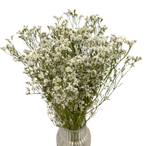 Limonium suszone białe 5 szt. bukiet