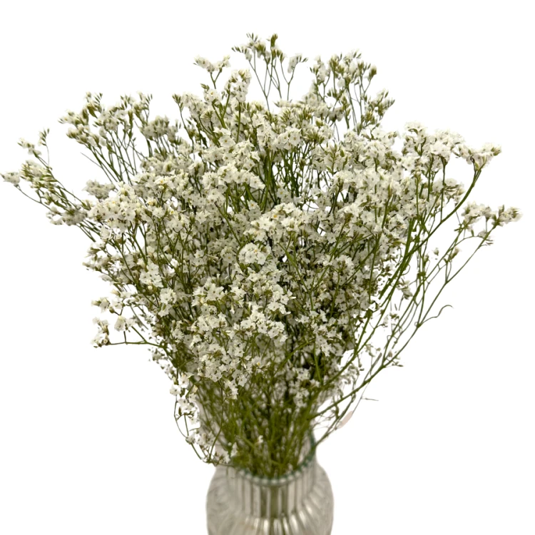 Limonium suszone białe 5 szt. bukiet