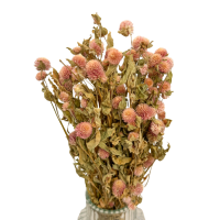 Gomfrena kulista różowa kat. 2 - suszone kwiaty