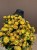 Suszona kocanka żółta (Helichrysum) 100g - bukiet