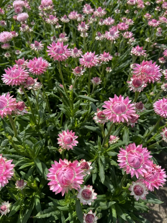 Suszona kocanka różowa (Helichrysum) 30szt.