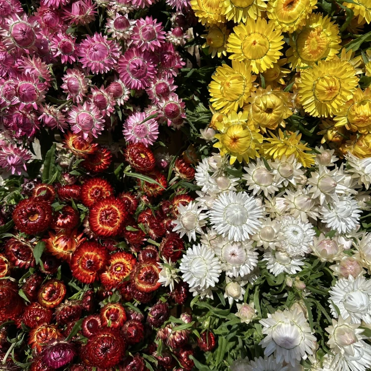 Suszona kocanka różowa (Helichrysum) 100g - bukiet