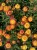 Suszona kocanka pomarańczowa (Helichrysum) 100g - bukiet