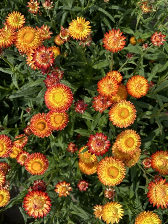 Suszona kocanka pomarańczowa (Helichrysum) 100g - bukiet