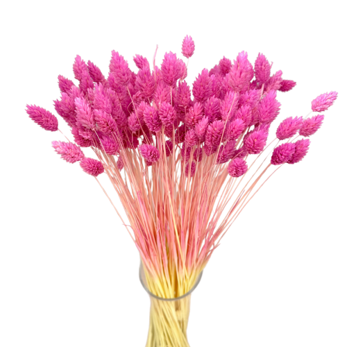 Suszony phalaris malinowy