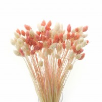 Dried grasses bouquet phalaris bleached & phalaris peach 