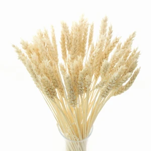 Dried bleached wheat 60 pcs.