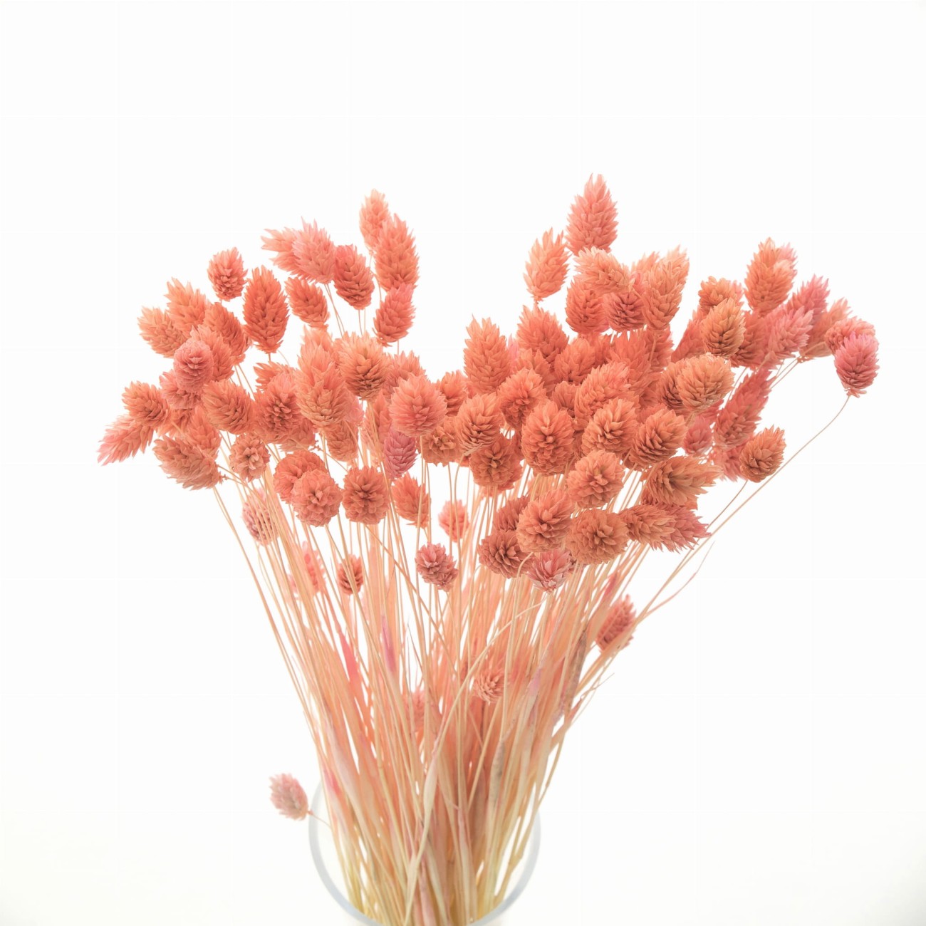 Phalaris dried peach - canary grass - 90 pcs.