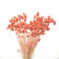 Phalaris dried peach - canary grass - 90 pcs.