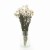 Suszona kocanka biała (Helichrysum) 90g - bukiet