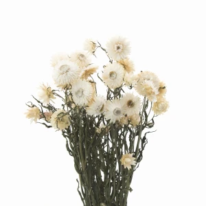 Dried white Helichrysum 80 g