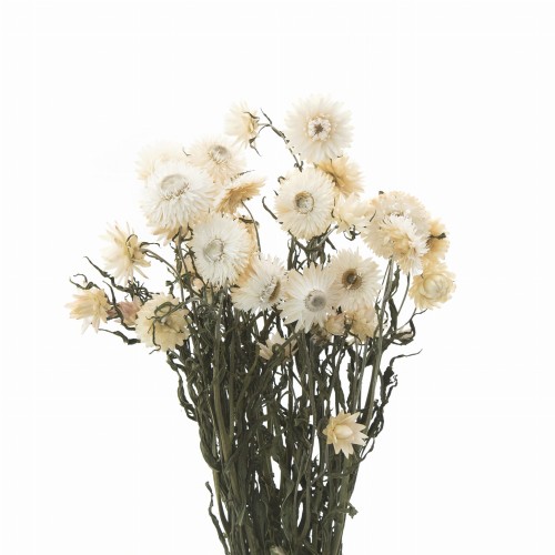 Suszona kocanka biała (Helichrysum) 90g - bukiet