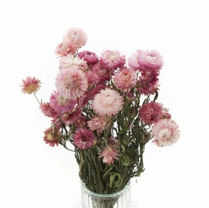 Dried pink Helichrysum 80 g