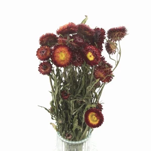 Dried orange Helichrysum 80 g