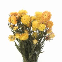 Dried yellow Helichrysum 80 g