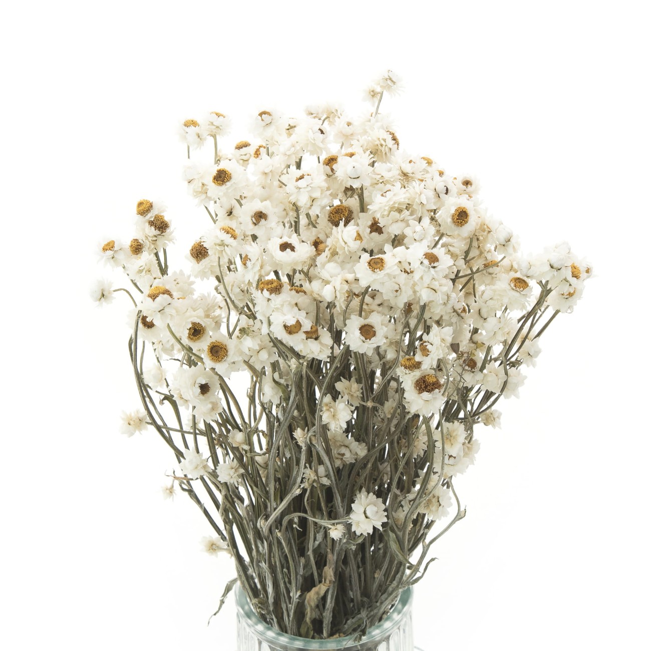 Suszony złociszek naturalny (wiekuistka) - suszone kwiaty