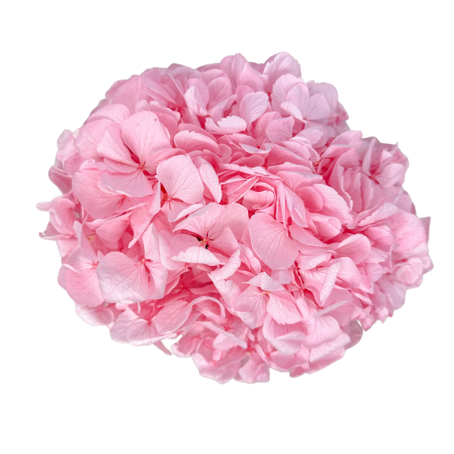 Preserved hydrangea light pink