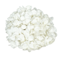 Hortensja stabilizowana bielona premium