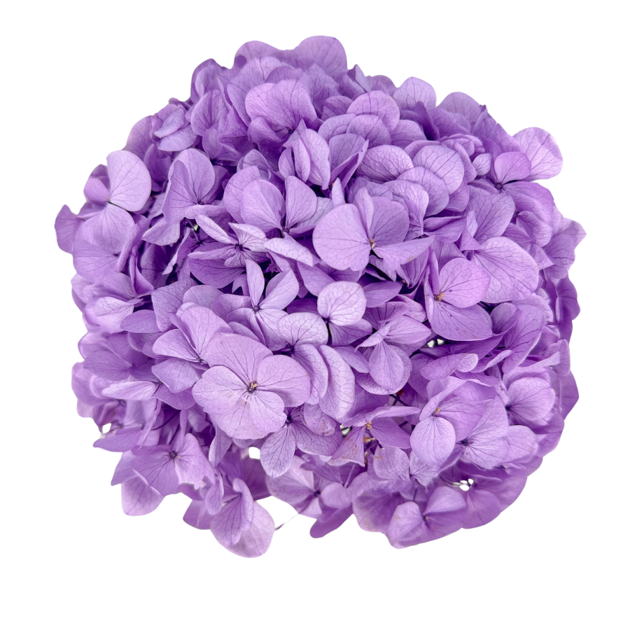 Preserved hydrangea light violet